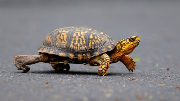 Woman charged with trying to smuggle $40K worth of turtles across Vermont lake to Quebec