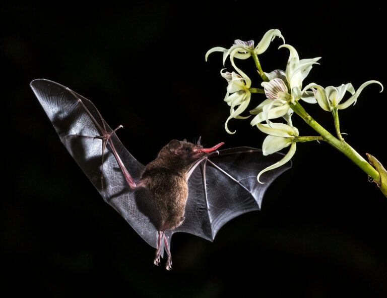 Bat evolution study supports gliding-to-flying hypothesis