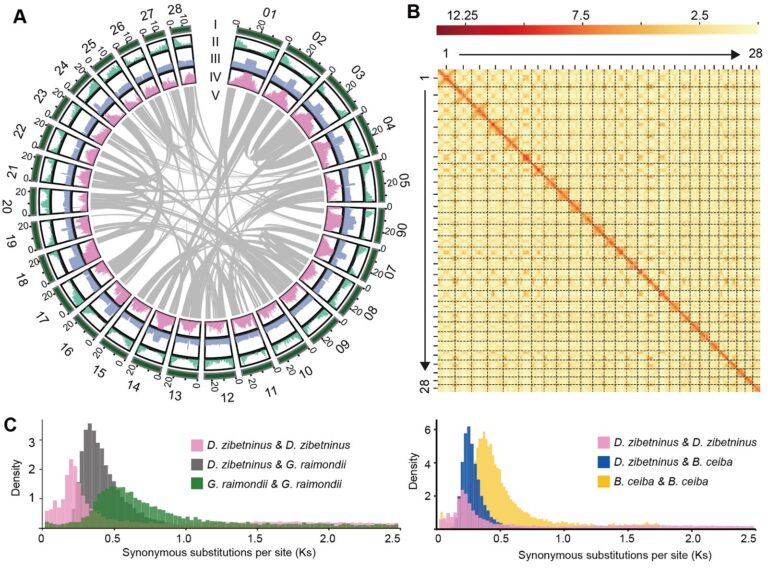 Durian genome upgrade reveals the role of chromosome reshuffling