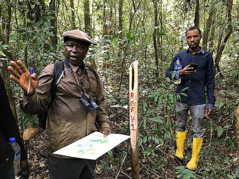 Using forest resources strengthens food security, study finds