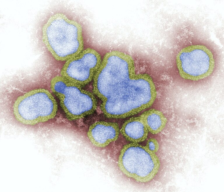 New rapid method for determining virus infectivity