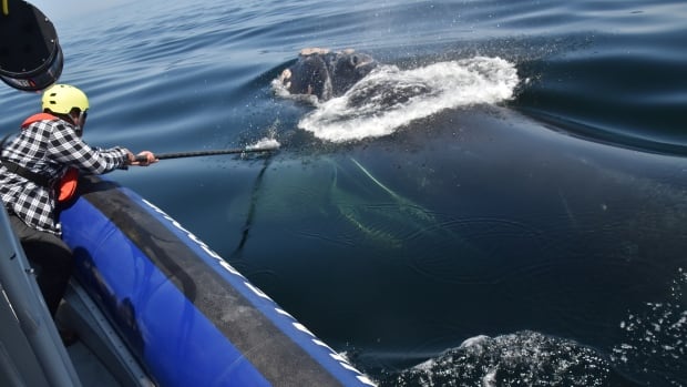 ‘A great day’: Young North Atlantic right whale freed from fishing gear by crews in St. Lawrence