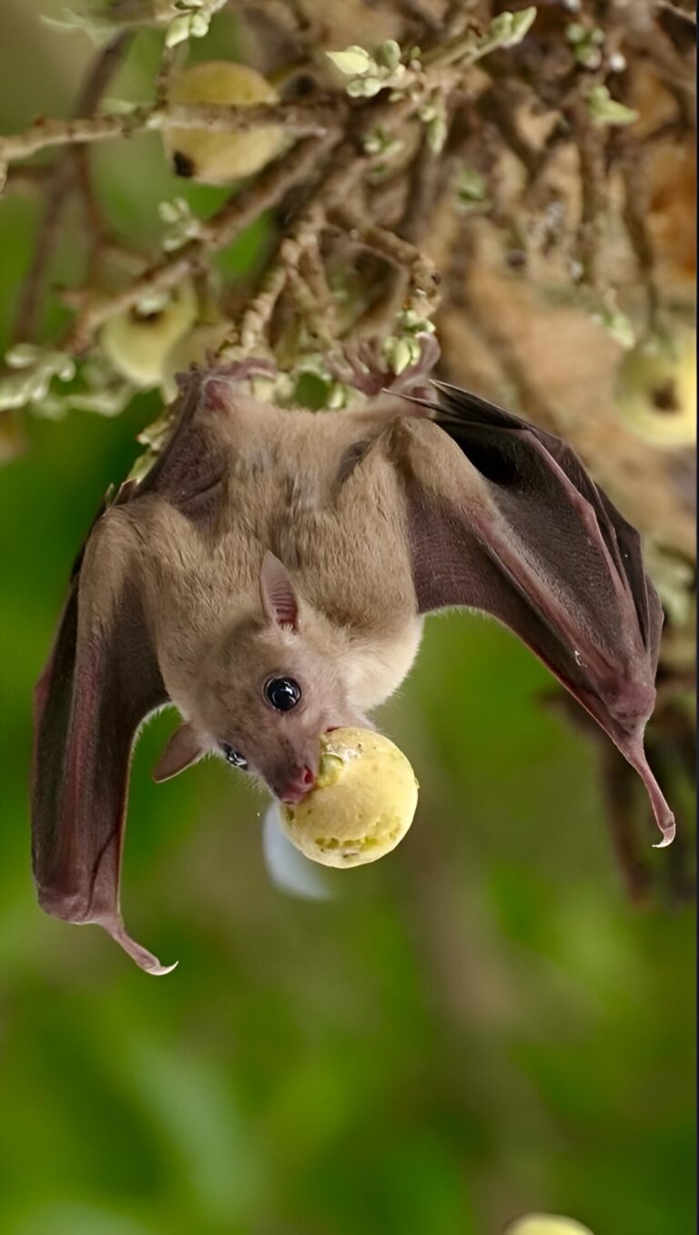 Wild bats found to possess high cognitive abilities previously considered exclusive to humans