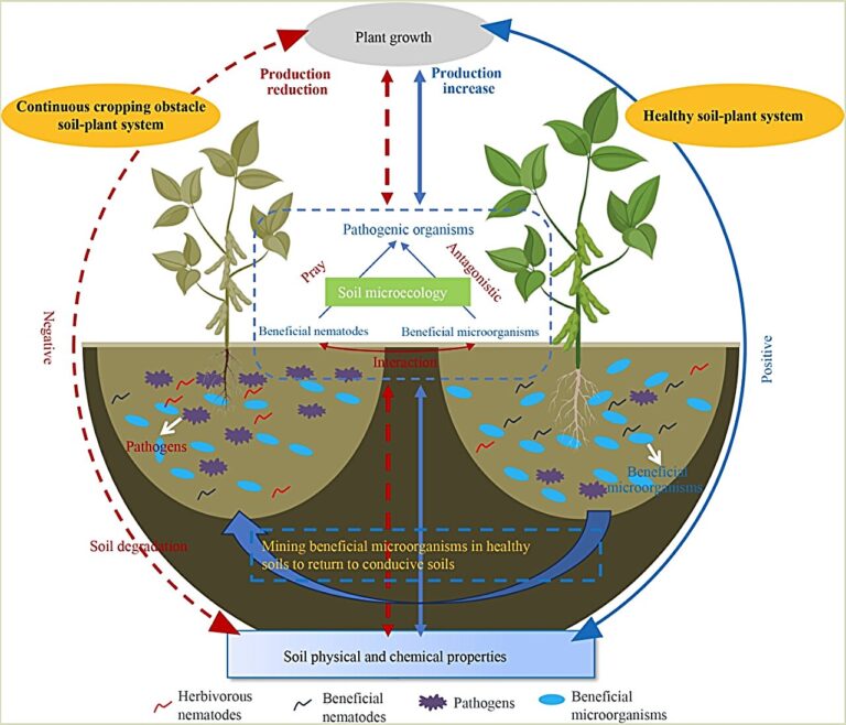 Will continuous cropping of crops necessarily lead to continuous cropping obstacles?