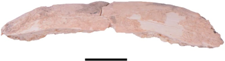 Denisovan Rib Fragment