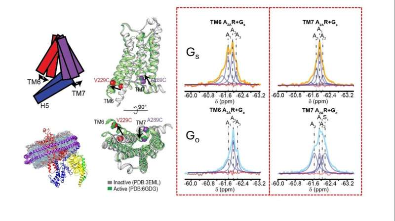 Conformational dynamics and allostery elucidate how GPCR couple to multiple G-proteins, offering mechanistic insights into coupling-promiscuity and novel drug discovery strategies