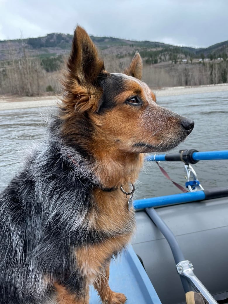 A dog is pictured on a boat. It is mostly black with silver markings, and has a brown chest.