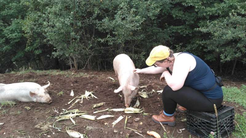 Attitudes such as distrust of government can cause swine farmers to resist animal biosecurity: UVM study finds