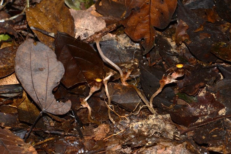 Multiple Thismia malayana Specimens