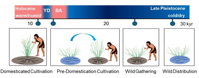 Conceptual Model of Rice Domestication