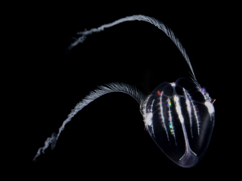 Outline of a transparent sea creature against a black backdrop. It's shaped like a walnut with two long appendages covered in tiny filaments, and contains spots of colourful light.