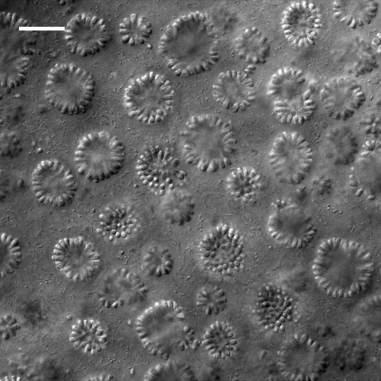 Colonies of B. monosierra