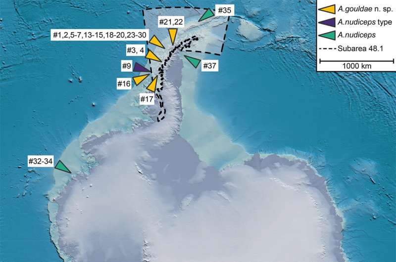 New species of Antarctic dragonfish highlights its threatened ecosystem