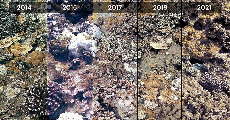 3D models provide unprecedented look at corals' response to bleaching events