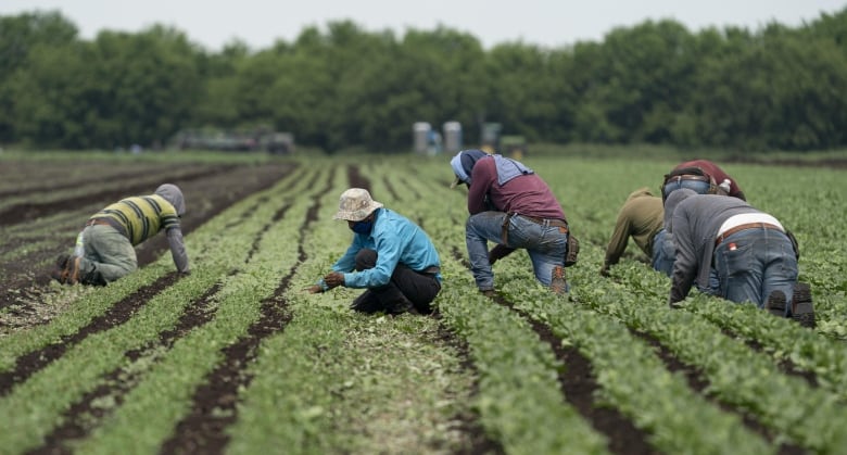 Men work in a field.