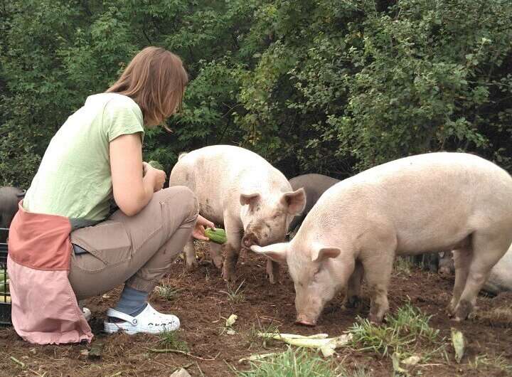 Attitudes such as distrust of government can cause swine farmers to resist animal biosecurity: UVM study finds