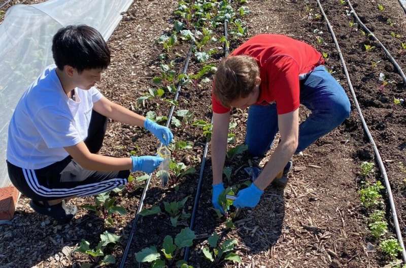 Could manure and compost act like probiotics, reducing antibiotic resistance in urban soils?