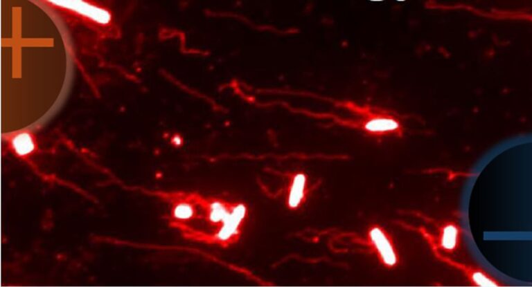 How Bad Bacteria Use Electrical Signals To Invade the Gut