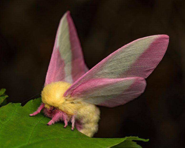 Rosy Maple Moth