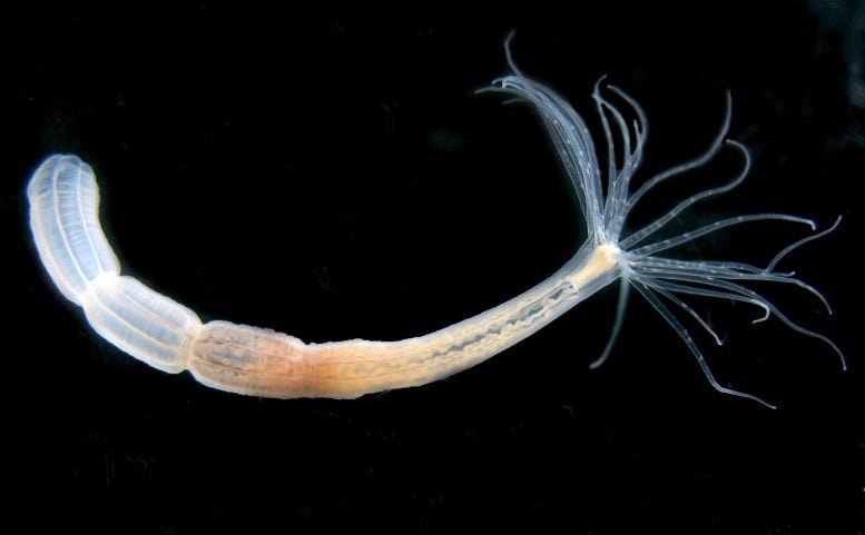 Single Nematostella Polyp