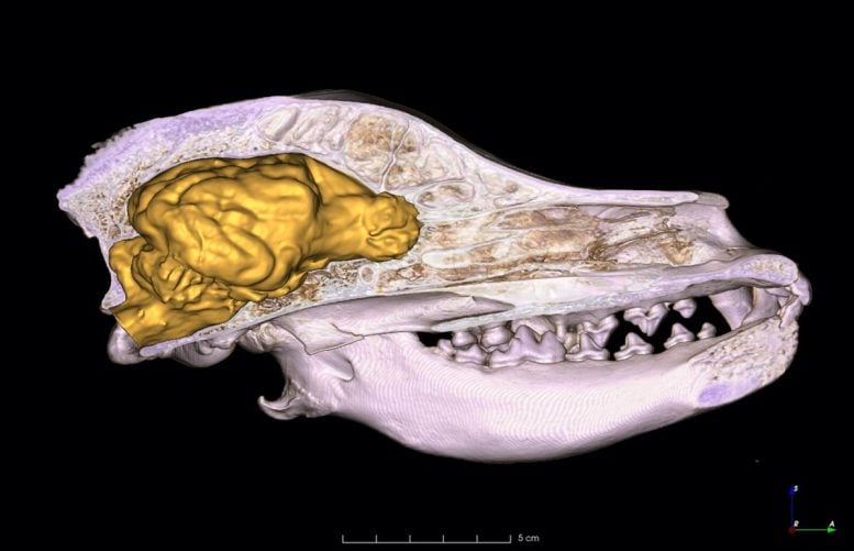 Dog Skull 3D Brain Model