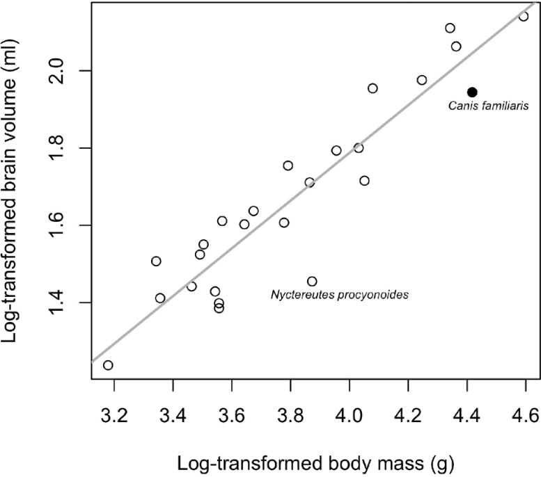 Allometric Relationship Between Brain and Body Size in Canids