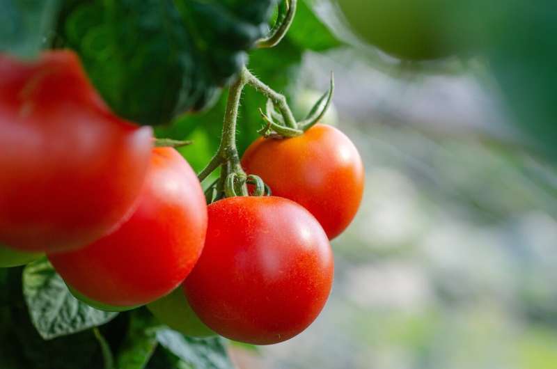 cherry tomatoes