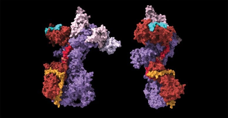 Telomere Molecules