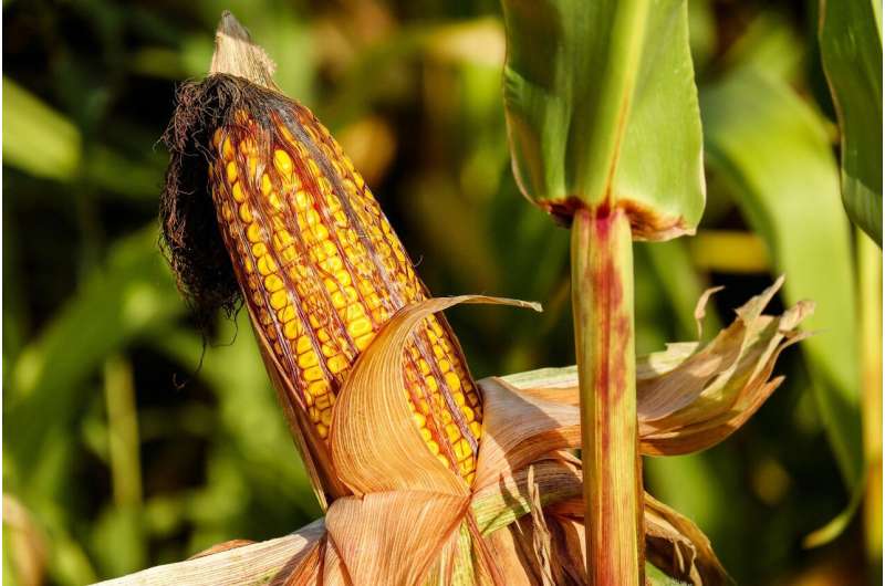 corn stalk