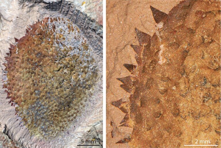 “Completely Different” – Discovery of Strange 514-Million-Year-Old Slug Rewrites Our Understanding of Sea Creatures