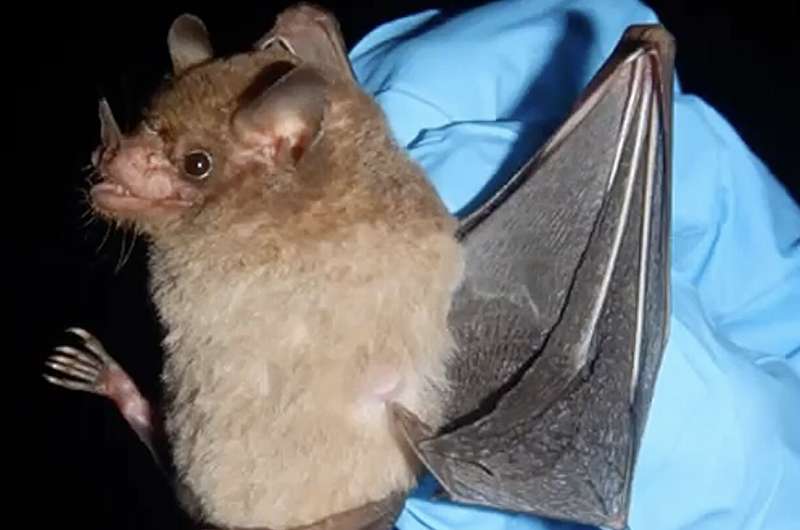 Bats are surviving and thriving on nothing but sugar