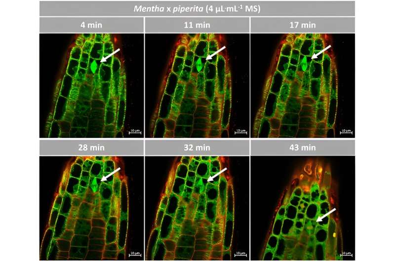 From garden to gas chambers: the bioactive power of (-)-carvone against weeds