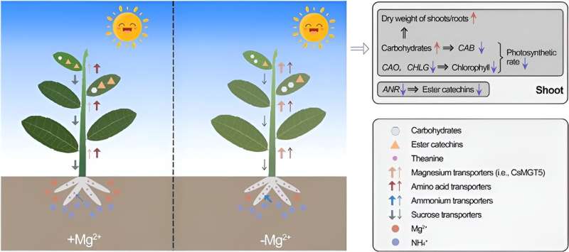 From leaf to cup: the essential role of magnesium in tea plant metabolism