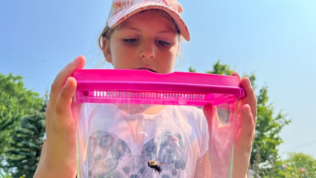 A girl holds a bumblebee caught in a bug catcher