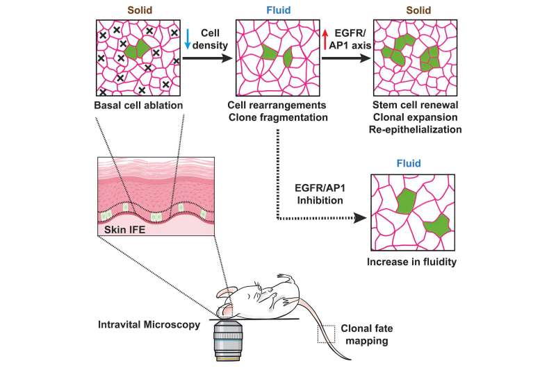 Tissue fluidization during skin repair