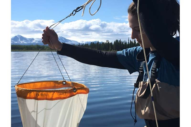 Understanding how human activity impacts zooplankton is essential for managing and protecting lakewater