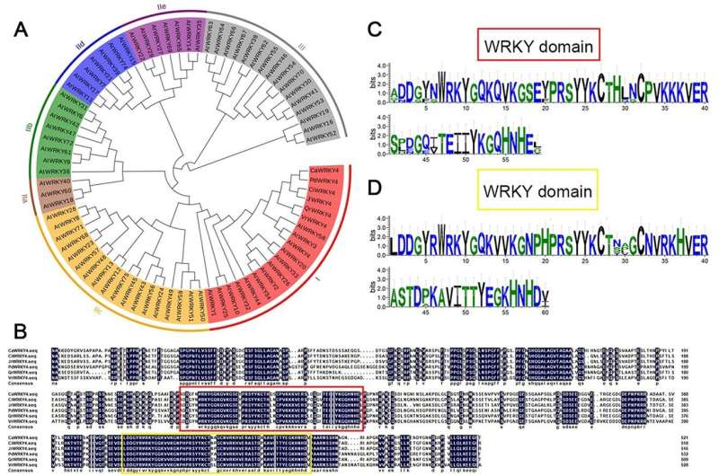 Fighting fungal foes: Walnut's genetic armor against anthracnose revealed