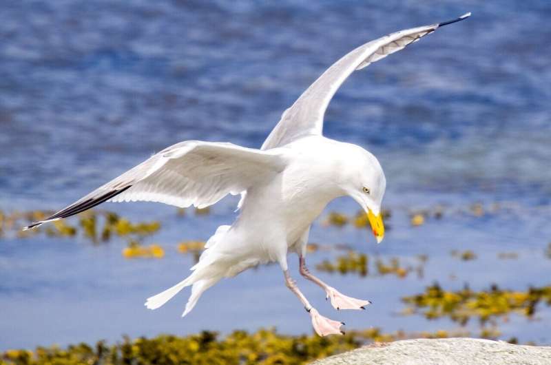 herring gull