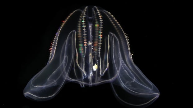 This sea creature turns into a baby when it’s stressed out — but is it reverse aging?