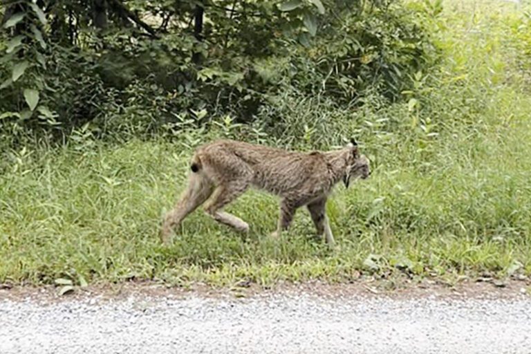 Canada lynx confirmed in Vermont for 1st time since 2018