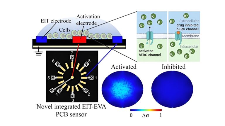 Electrical impedance tomography plus extracellular voltage activation technique simplifies drug screening