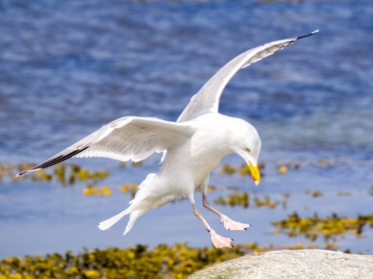 Why seagulls don’t want your chips as much as you might think