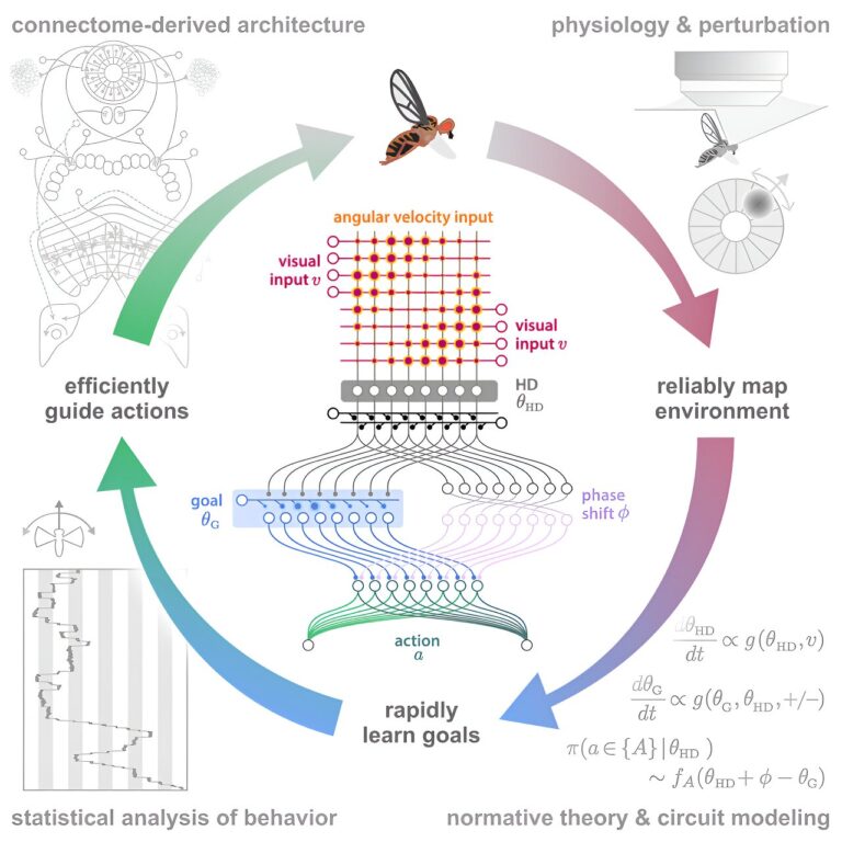 How fruit flies use internal representations of head direction to support goal-directed navigation