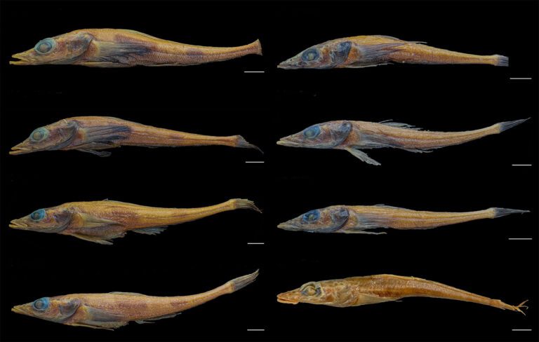 New species of Antarctic dragonfish highlights its threatened ecosystem