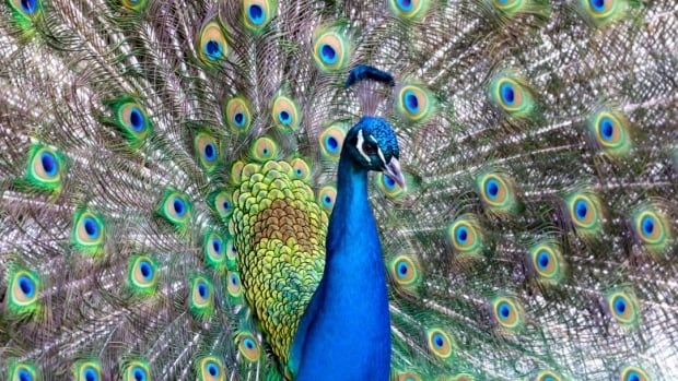 How the peacock became a mascot and ‘unique’ attraction in Souris, Man.