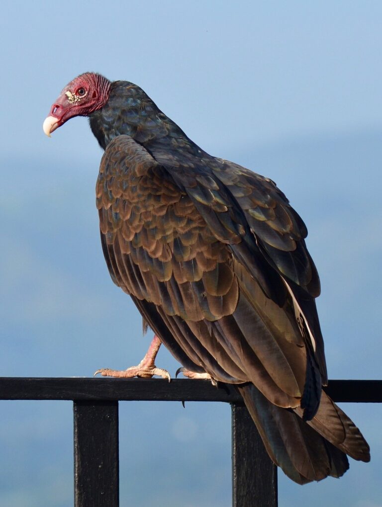 How large turkey vultures remain aloft in thin air