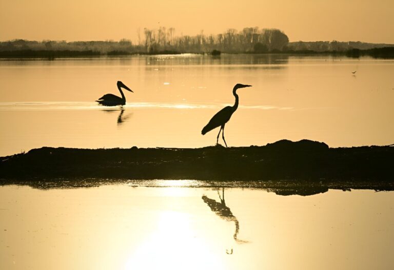 Reclaimed by floods, wildlife returns to Romania’s Danube Delta