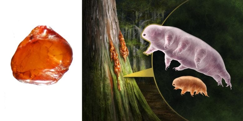 Amber with Tardigrades and Reconstruction