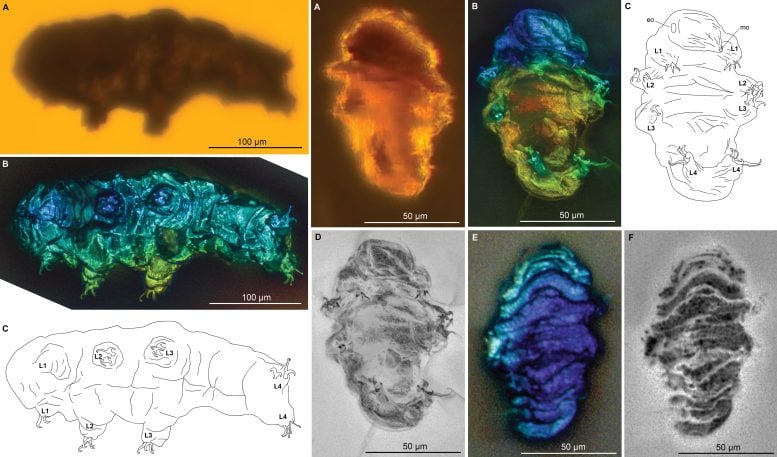 Cretaceous Tardigrades