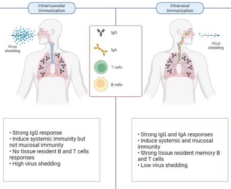 COVID 19 Intranasal Vaccine